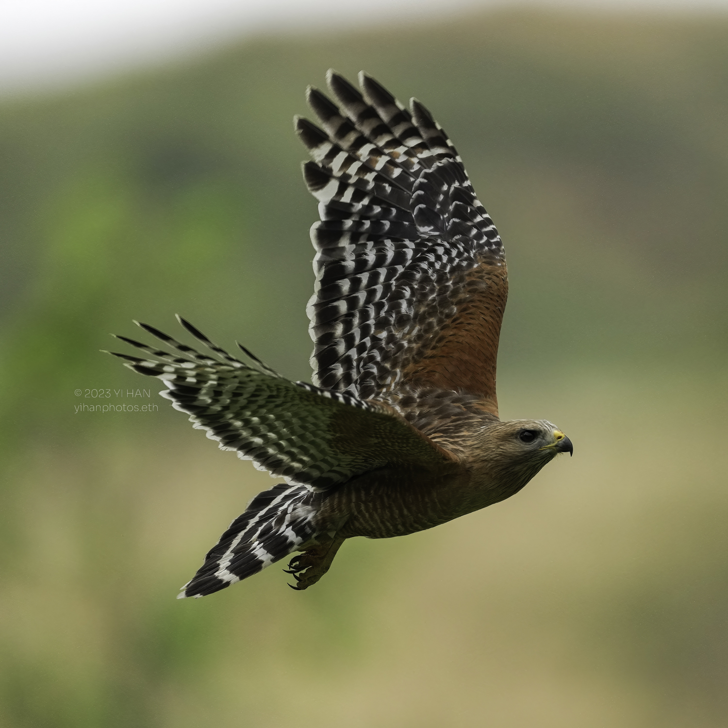 red_shouldered_ hawk_flight_1